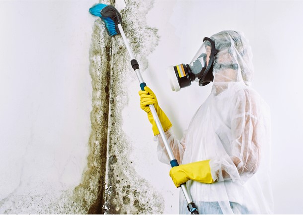 Mold Removal and Remediation