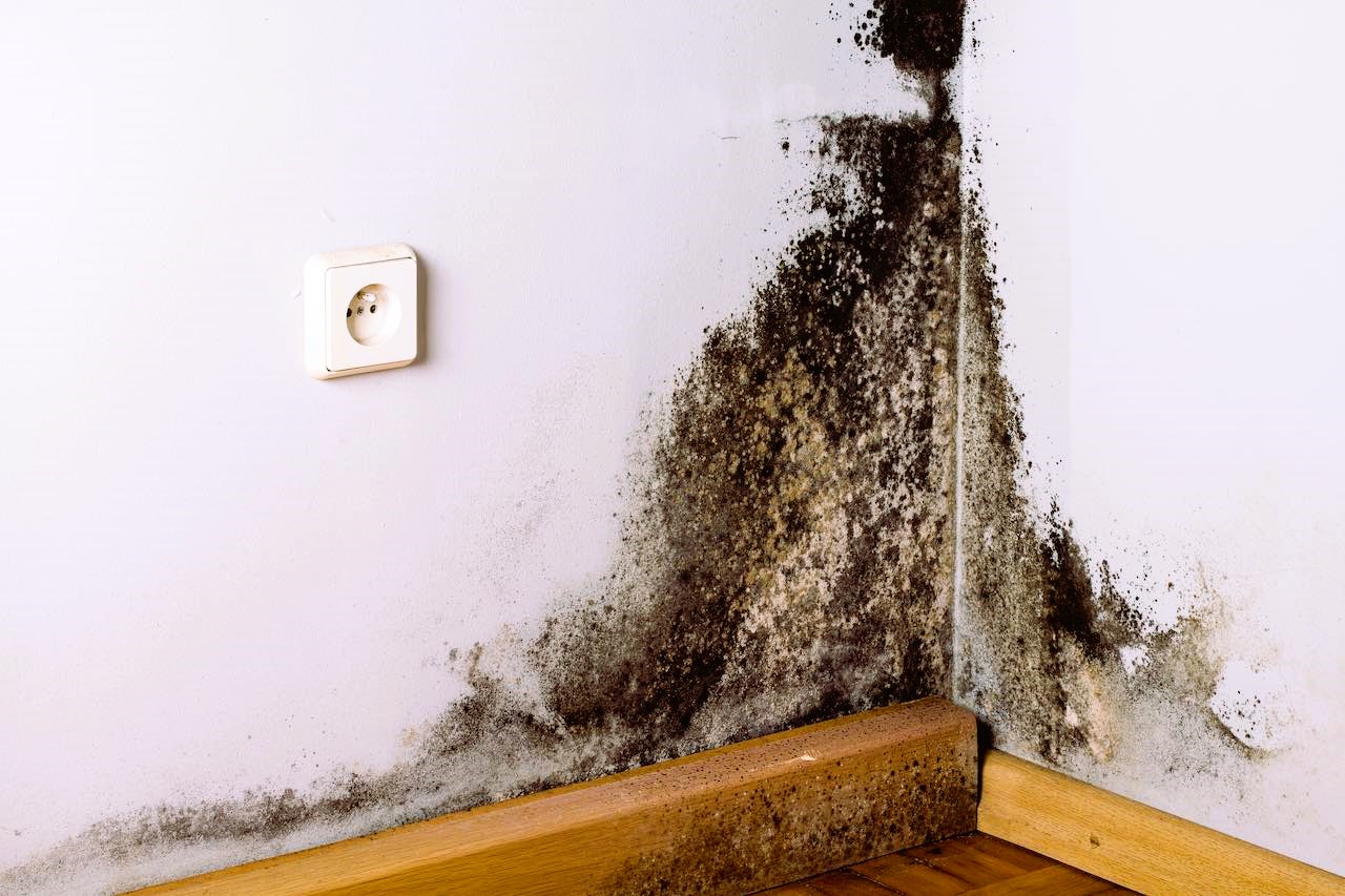 Black mold in the corner of room wall