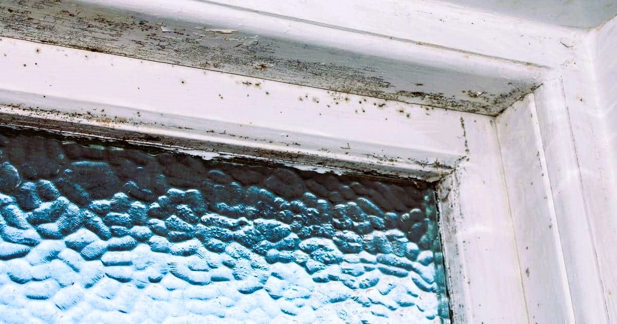 moldy window