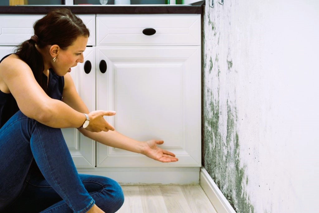 Insurance Coverage for Mold Damage: What You Need to Know