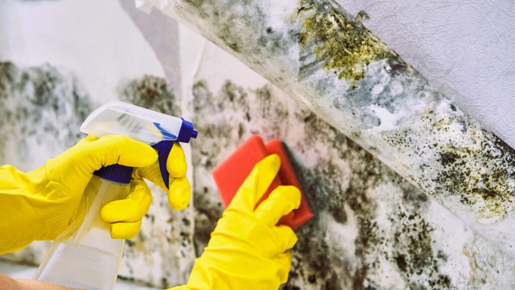 Use Mold-Inhibiting Cleaners