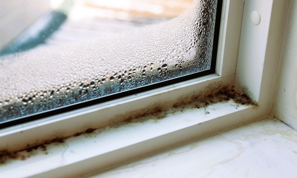 Window Mold: Understanding the Causes and Solutions