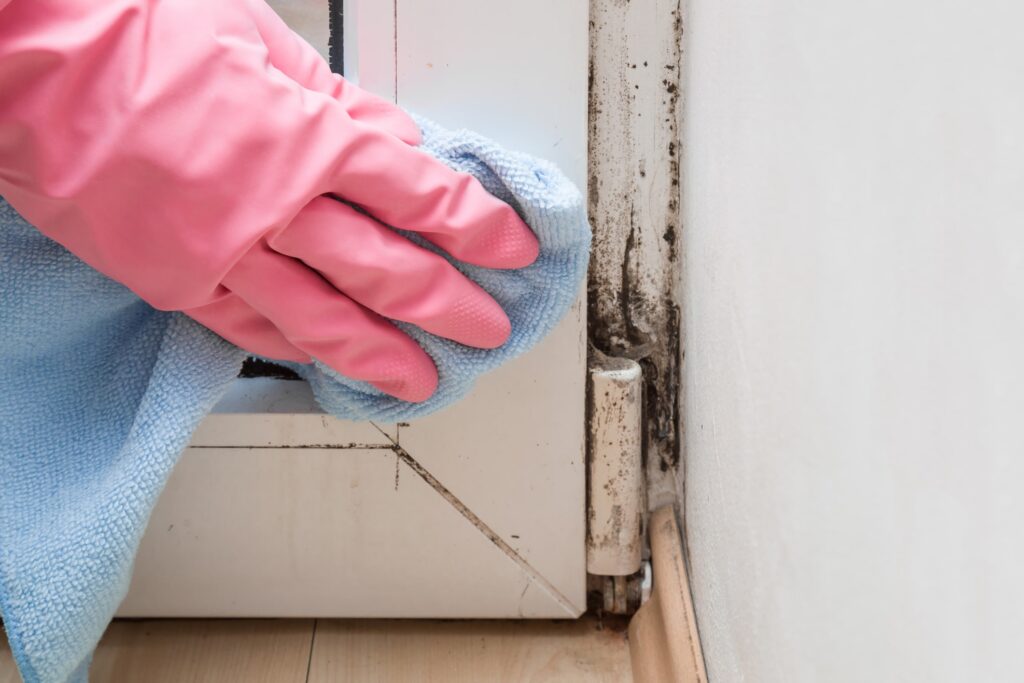 Types of Mold on Windows: Identification, Prevention, and Safe Removal